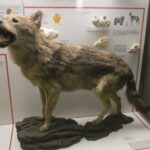 Milan: Natural History Museum Entry Ticket & Audio Guide - Practical Tips for Visiting