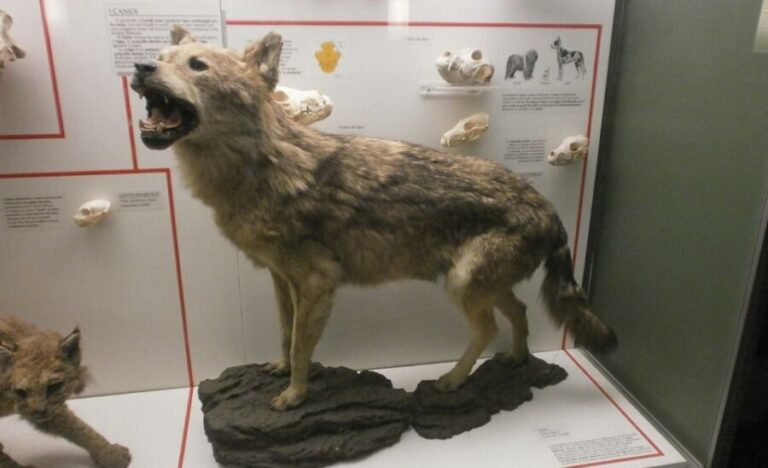 Milan: Natural History Museum Entry Ticket & Audio Guide - Practical Tips for Visiting