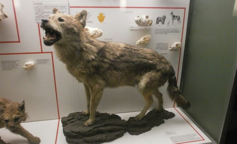 Milan: Natural History Museum Entry Ticket & Audio Guide - Practical Tips for Visiting