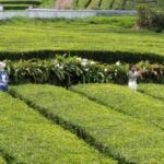 Minibus  Laketour  Furnas  Full Day (Shared) - What Travelers Say