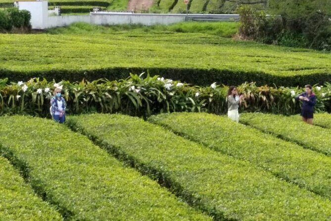 Minibus  Laketour  Furnas  Full Day (Shared) - What Travelers Say