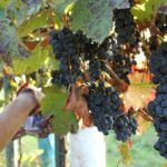 Modena area: Balsamic Vinegar Aceto Tasting Experience - Who Will Love This Tour?