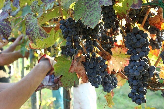 Modena area: Balsamic Vinegar Aceto Tasting Experience - Who Will Love This Tour?