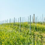 Monferrato (Asti): Wine Tour with light lunch picnic in the vineyards - The Lake Garda Sunset Cruise: A Scenic Finale