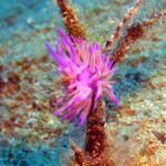 Mononaftis: Certified Scuba Diving - Who Would Love This Experience?