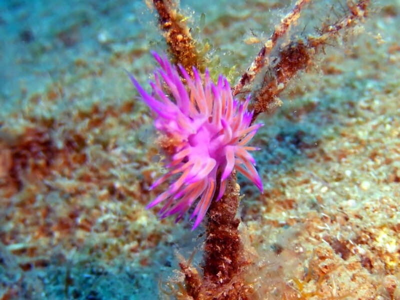 Mononaftis: Certified Scuba Diving - Who Would Love This Experience?