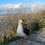 Mont St Michel and Abbey Visit Small Group with Cider Tasting - Why This Tour Offers Great Value