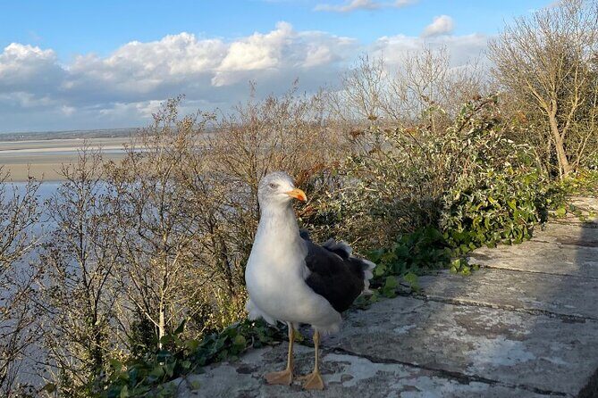 Mont St Michel and Abbey Visit Small Group with Cider Tasting - Why This Tour Offers Great Value
