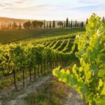 Montalcino: Brunello Wine Tasting Experience - Price and Value: Is It Worth It?