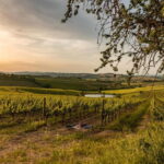 Montalcino: Vineyard Picnic with Rosso di Montalcino Wine - What Makes This Tour Stand Out?