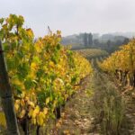 Montepulciano: Wine Tour and tasting - Exploring the Itinerary: What to Expect