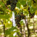 Montserrat & Cava Wineries Day Trip from Barcelona w/ Pickup - Frequently Asked Questions