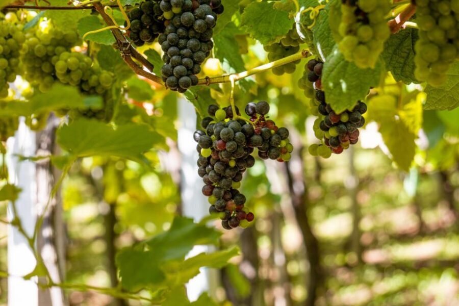 Montserrat & Cava Wineries Day Trip from Barcelona w/ Pickup - Frequently Asked Questions