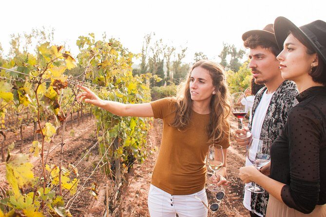 Montserrat & Cogwheel Train, Gourmet Wine Tasting & Tapas/Lunch - The Winery Experience: Organic Wines & Vineyard Strolls