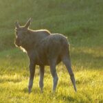 Moose Safari Bodo, Norway, Meet the Largest Land Animal in Europe - Practical Tips for Your Moose Safari