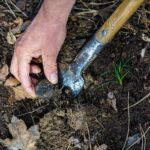 Motovun: Truffle Hunt & 3-Course Brunch with Locals - The Experience: A Deep Dive into Truffle Hunting & Croatian Flavors