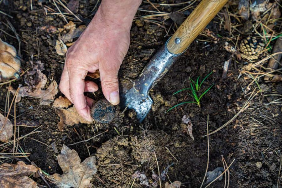 Motovun: Truffle Hunt & 3-Course Brunch with Locals - The Experience: A Deep Dive into Truffle Hunting & Croatian Flavors