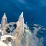 Mount Athos Sightseeing Luxury Cruise with Glassbottom - Frequently Asked Questions