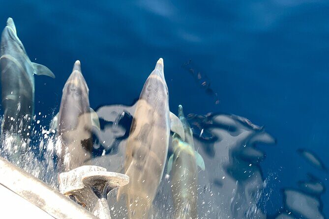 Mount Athos Sightseeing Luxury Cruise with Glassbottom - Frequently Asked Questions