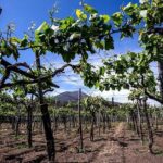 Mount Vesuvius & Wine Tasting with Lunch Private Tour - Who Would Love This Experience?