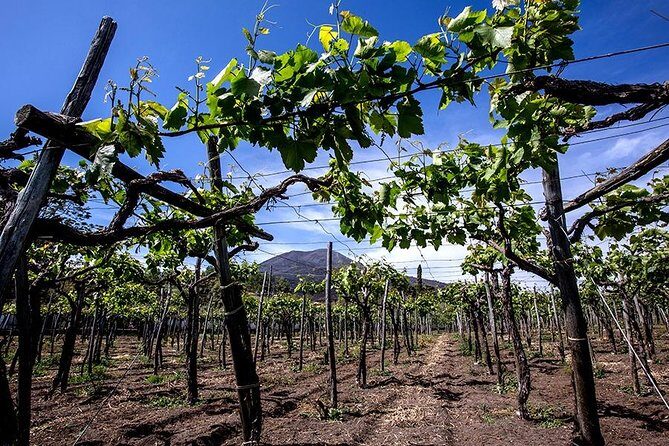 Mount Vesuvius & Wine Tasting with Lunch Private Tour - Who Would Love This Experience?