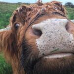 Multi Day Private Tour Of Scotland - Why Travelers Love This Tour