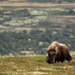Muskox Safari from Hjerkinn | Dovre & Lesja Aktiv - FAQ