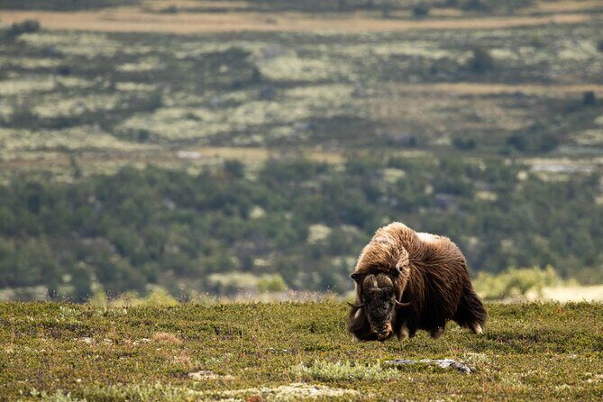Muskox Safari from Hjerkinn | Dovre & Lesja Aktiv - FAQ