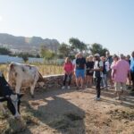 Mykonian Farm Experience - Pricing and Value