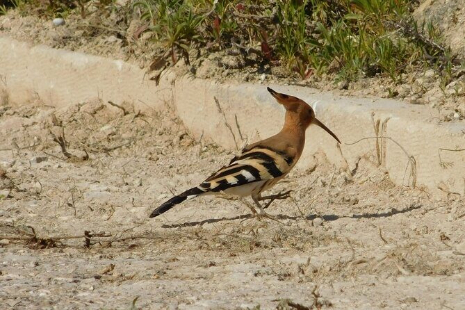 NATURA TOUR - Countryside of Lagos - ECO TUK and LOCAL guide - Final Thoughts