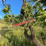 Near Cagliari: Almond Blossom Magic at "In Our Garden" (new) - The Setting and Meeting Point