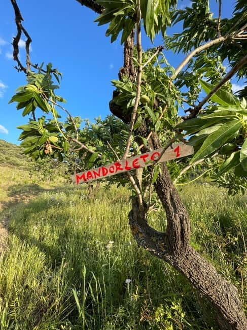 Near Cagliari: Almond Blossom Magic at "In Our Garden" (new) - The Setting and Meeting Point