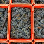 NEIVE: WINERY TOUR AND TASTING OF 5 WINES - In The Sum Up