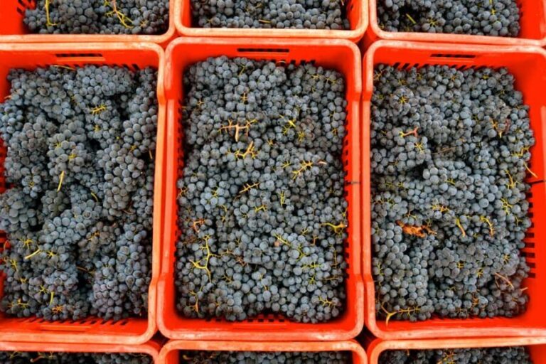 NEIVE: WINERY TOUR AND TASTING OF 5 WINES - In The Sum Up