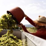 Neustadt: Wine tasting with cellar tour and vineyard tour - What We Loved About This Tour