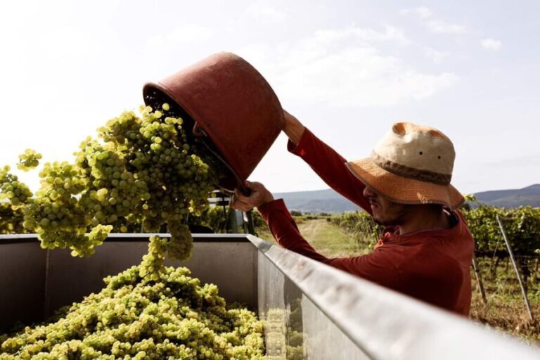 Neustadt: Wine tasting with cellar tour and vineyard tour - What We Loved About This Tour