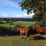 New Forest Day Out Private Tour from Southampton - Who Will Love This Tour?