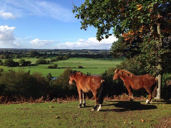 New Forest Day Out Private Tour from Southampton - Who Will Love This Tour?
