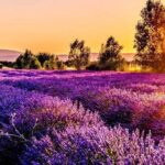 Nice: Gorges of Verdon and Fields of Lavender Tour - Drawbacks and Considerations