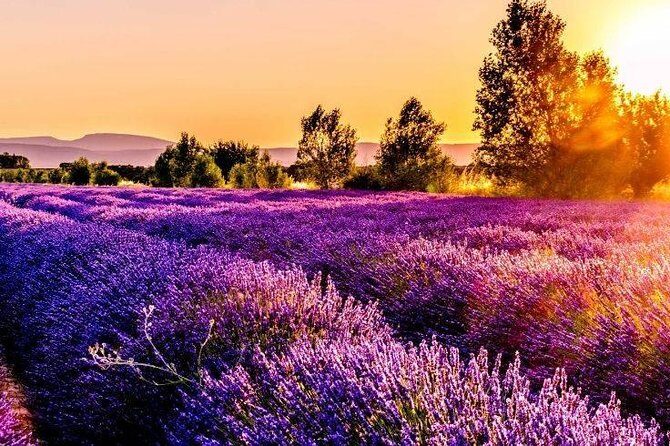 Nice: Gorges of Verdon and Fields of Lavender Tour - Drawbacks and Considerations