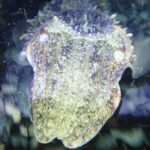 Night Snorkeling Tour - Analyzing the Value