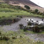 NO 1 Ring of Kerry Tour inc Killarney Lakes & National Park - The Sum Up