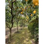 Nonna Concettina Sorrento Lemon Tour - Final Thoughts: Is It Worth It?