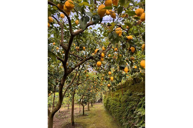 Nonno Mario Sorrento Lemon tour - Why This Tour Offers Real Value
