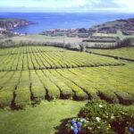 Nordeste Private Tour (2 people) - What to Expect: Practical Details