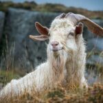 North Wales and Caernarfon Castle day tour from Chester - Price and Value Analysis