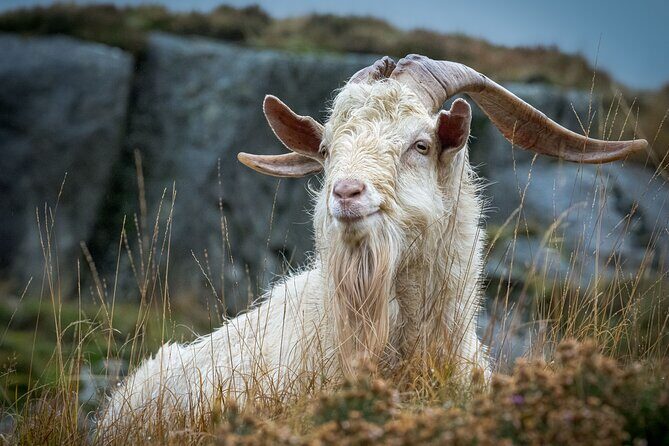 North Wales and Caernarfon Castle day tour from Chester - Price and Value Analysis