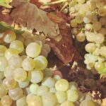 Northern Rhône Valley Wine tour from Lyon Half Day - Final Thoughts: Is It Worth It?