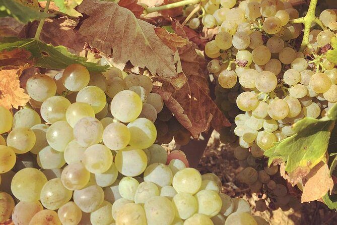 Northern Rhône Valley Wine tour from Lyon Half Day - Final Thoughts: Is It Worth It?