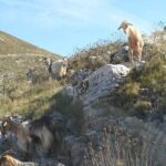 Northwest Corfu 4x4 Coastal Dreams & Village Charms Experience - Analyzing the Price and Value